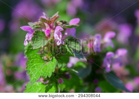 Flowers Lamium Maculatum Also Known As Spotted Dead-nettle, Spotted Henbit And Purple Dragon.