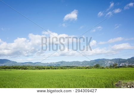 landscape of green paddy farm at countryside