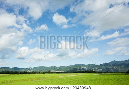 landscape of green paddy farm at countryside