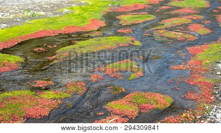 colorful red azolla floating of the river at winter at Wujie , Nantou, Taiwan