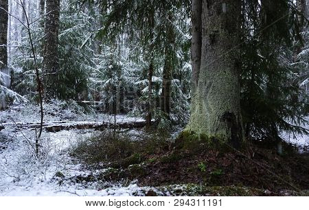 Snow Falls In The Forest With Trees. Intense Snow Instantly Covers The Surface Of The Forest And Tre