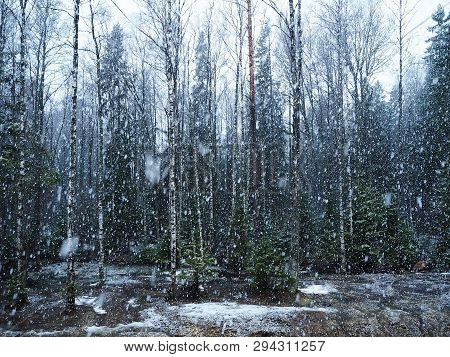 Snow Falls In The Forest With Trees. Intense Snow Instantly Covers The Surface Of The Forest And Tre