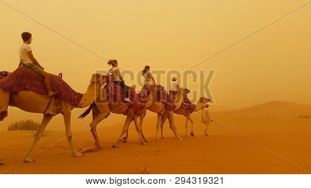 Walking Camels In A Sandstorm In The Uae