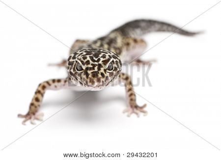 Geco leopardo, Eublepharis macularius, davanti a sfondo bianco