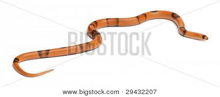 Tricolor sunrise reverse Honduran milk snake, Lampropeltis triangulum hondurensis, in front of white background