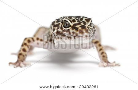Geco leopardo, Eublepharis macularius, davanti a sfondo bianco