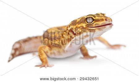 Geco di Albino Orange leopardo, Eublepharis macularius, davanti a sfondo bianco