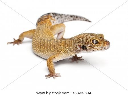 Geco leopardo Hypomelanistic, Eublepharis macularius, davanti a sfondo bianco