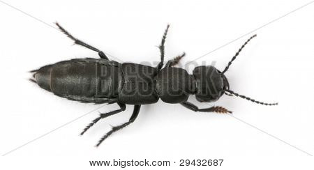 Scarabeo di coach-cavallo del diavolo, Ocypus olens, davanti a sfondo bianco