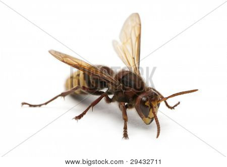 Vespa crabro, Vespa crabro, davanti a sfondo bianco
