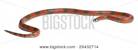 Bicolor Honduran milk snake, Lampropeltis triangulum hondurensis, in front of white background
