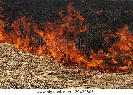 Fire Dry Grass In The Field. The Burning Flares Up Dangerously.