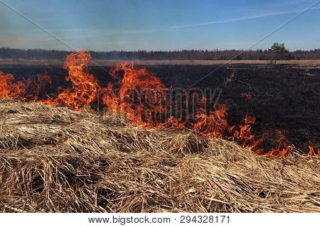 Fire Dry Grass In The Field. The Burning Flares Up Dangerously.