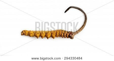 Cordycepe Sinensis (chong Cao, Dong Chong Xia Cao) Or Mushroom Cordyceps This Is A Herbs On Isolated