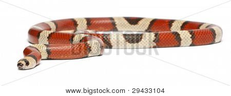 Tricolor vanishing Honduran milk snake, Lampropeltis triangulum hondurensis, in front of white background