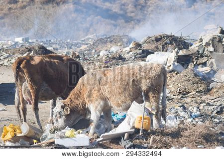 Cows Eating Foods On A Garbage Dump.
