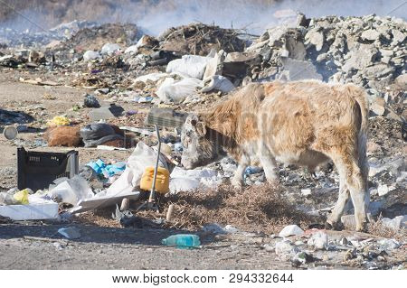 Cows Eating Foods On A Garbage Dump.