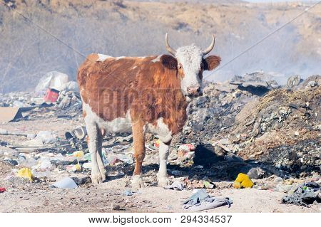 Cows Eating Foods On A Garbage Dump.