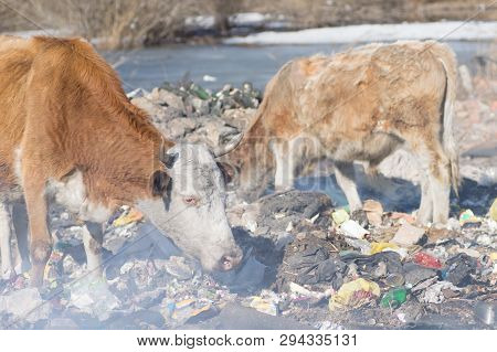 Cows Eating Foods On A Garbage Dump.