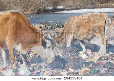 Cows Eating Foods On A Garbage Dump.