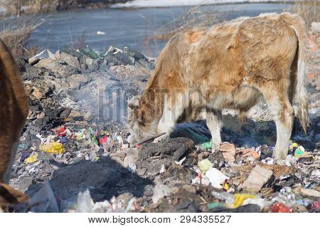 Cows Eating Foods On A Garbage Dump.