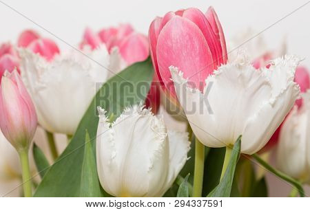 Tulips. Spring. Pink. Isolated. White. Flowers
