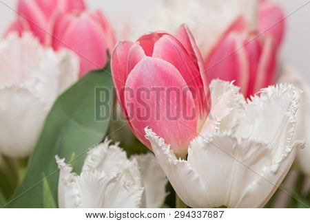 Tulips. White. Spring. Pink. Isolated. Flowers