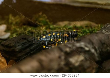Beautiful Lizard In The Grass Common Fire Salamander