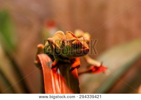 Beautiful Lizard Chamaeleonidae On A Branch