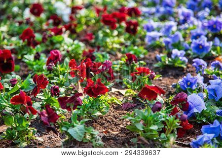 Pansies In A Natural Environment In The Park.