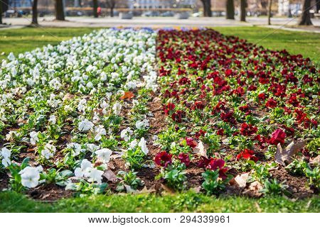 Warsaw, Poland - April 3, 2019: Beautiful Saxon Garden, Park With Red, Blue And White Flowers.