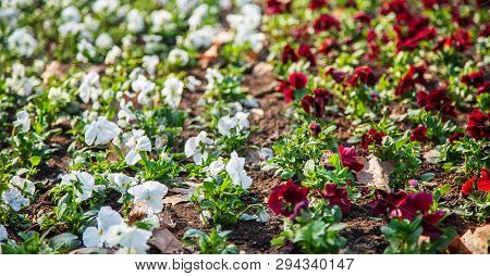 Pansies In A Natural Environment In The Park.
