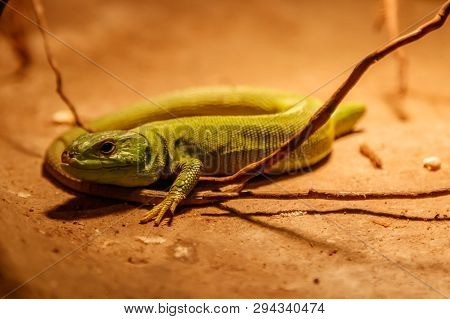 Beautiful Balkan Green Lizard - Lacerta Trilineata