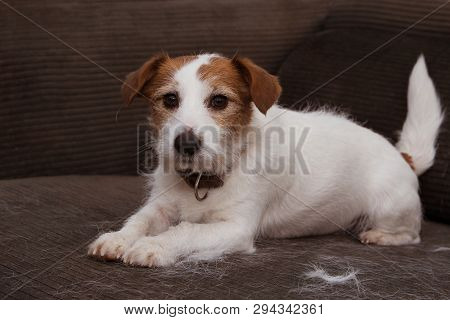Furry Jack Russell Dog, Shedding Hair During Molt Season Playing On Sofa Furtniture.