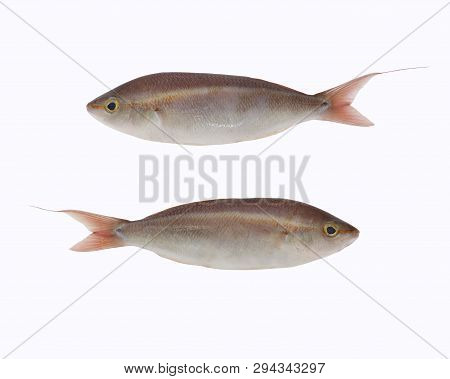Pentapodus Setosus Fish Of Tropical Sea Fish Isolated On White Background And Have Clipping Paths.