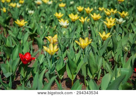 Red And Yellow Tulips On Green Grass As Background. Garden With Tulips.