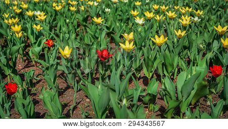Red And Yellow Tulips On Green Grass As Background. Garden With Tulips.