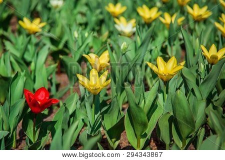 Red And Yellow Tulips On Green Grass As Background. Garden With Tulips.