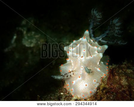 Closeup With Marine Life Nudibranch In Underwater World Diving In Sabah, Borneo.