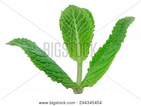Fresh Raw Mint Leaves Isolated On White Background