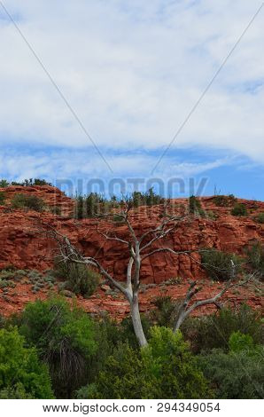 White Tree In Green Brush Against Red Rock.  Blue Sky With White Clouds. Color Contrasts. Red Rock S