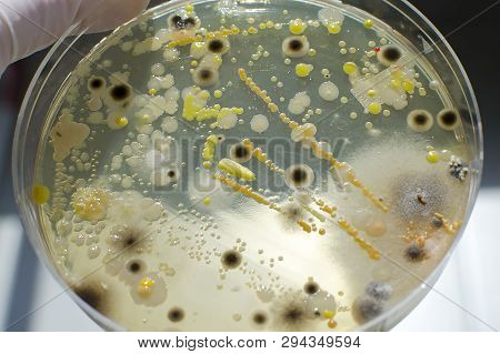 Colonies Of Different Bacteria And Mold Fungi Grown On Petri Dish With Nutrient Agar, Close-up View.