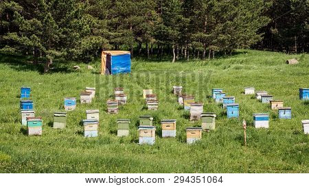 A Lot Of Hives Are Standing In The Middle Of A Green Lawn Near The Forest. Production Of Environment