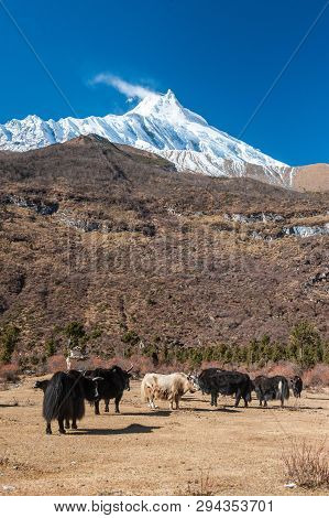 View Of Snow Covered Mount Manaslu (8 156 Meters) With Yaks And Forest In The Foreground In Himalaya