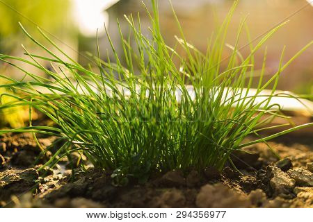 Illuminated Fresh Chives Bunch In The Soil In Garden - Spring Time. Chives Flower/plant (wild Chives
