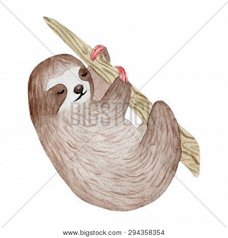 Watercolor Cute Sloth On The Palm Tree. Tropical Animal. Clipart Isolated On White Background. Hand 