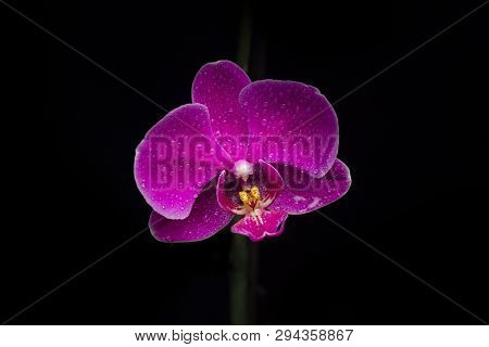 Single Blooming Orchid Flower At Night On Black Background.