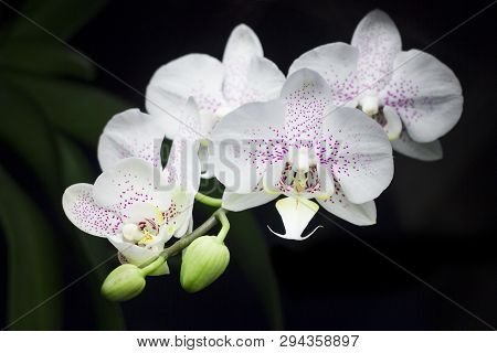 Several White Wild Orchids With Fresh Green Leaves At Night On Black Background.
