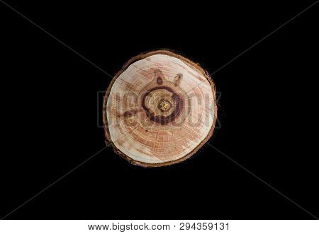 Cross Section Of Tree Trunk Showing Growth Rings On Black Background