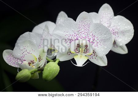Several Orchids On One Branch With Water Drops. Isolated On Black Background.